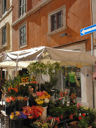 Blumen in der Altstadt - Latium (Rom) (Rom)