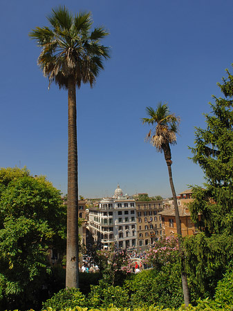 Palme an der Spanischen Treppe - Latium (Rom) (Rom)