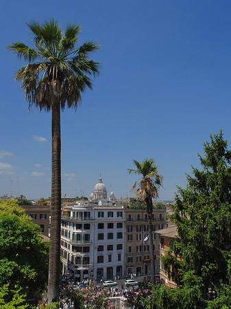 Palme an der Spanischen Treppe - Latium (Rom) (Rom)