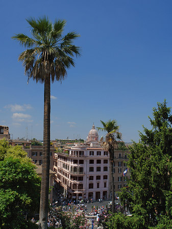 Palme an der Spanischen Treppe - Latium (Rom) (Rom)