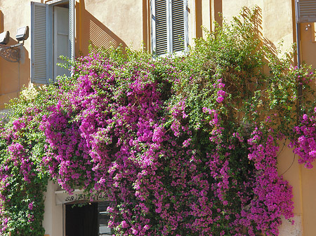 Blumen in der Altstadt - Latium (Rom) (Rom)