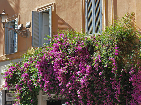 Blumen in der Altstadt - Latium (Rom) (Rom)