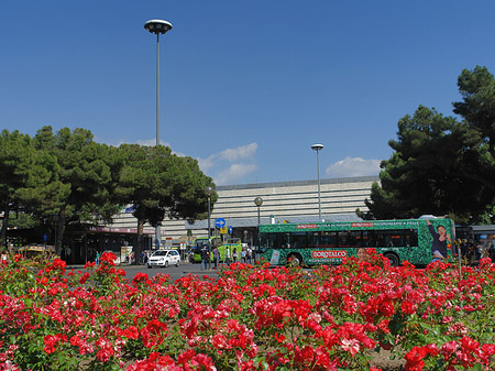 Blumen am Bahnhof - Latium (Rom) (Rom)