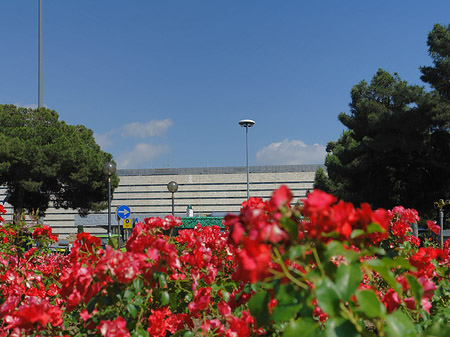 Blumen am Bahnhof Foto 