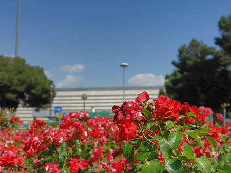 Blumen am Bahnhof - Latium (Rom) (Rom)