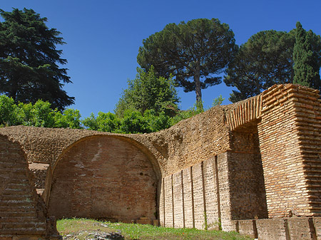 Bäume im Forum Romanum - Latium (Rom) (Rom)