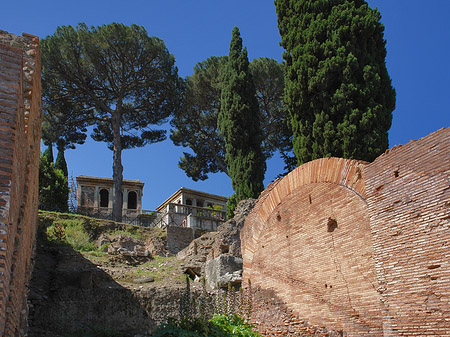 Bäume im Forum Romanum Foto 