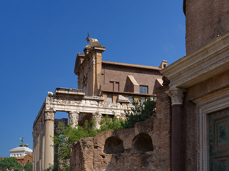 Tempel des Antoninus Pius und der Faustina - Latium (Rom) (Rom)