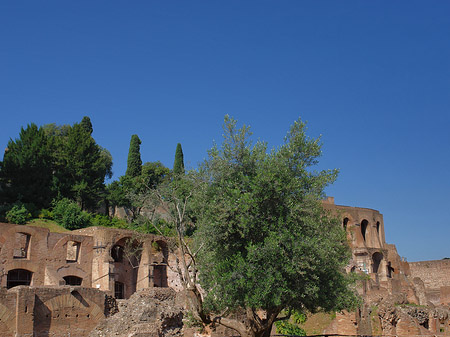 Tempel der Vesta - Latium (Rom) (Rom)