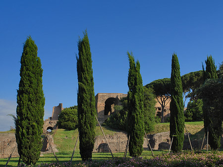 Bäume am Palatino Foto 