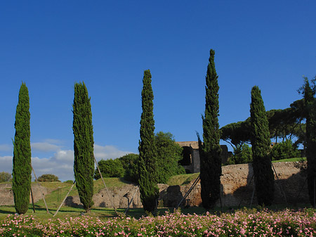 Bäume am Palatino - Latium (Rom) (Rom)