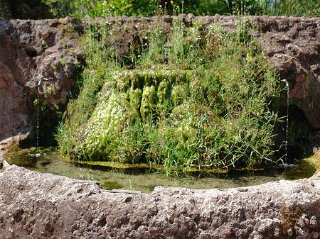 Brunnen am Palatin - Latium (Rom) (Rom)