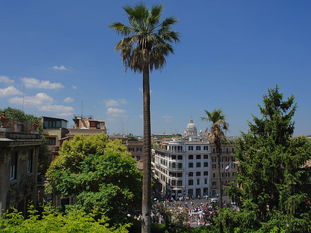 Palme an der Spanischen Treppe - Latium (Rom) (Rom)