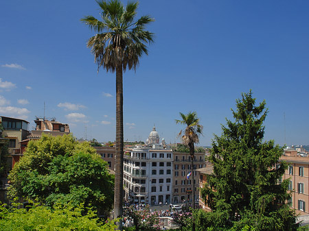 Palme an der Spanischen Treppe - Latium (Rom) (Rom)